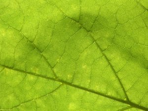 Maladie de Lyme et infections chroniques : Notre traitement efficace